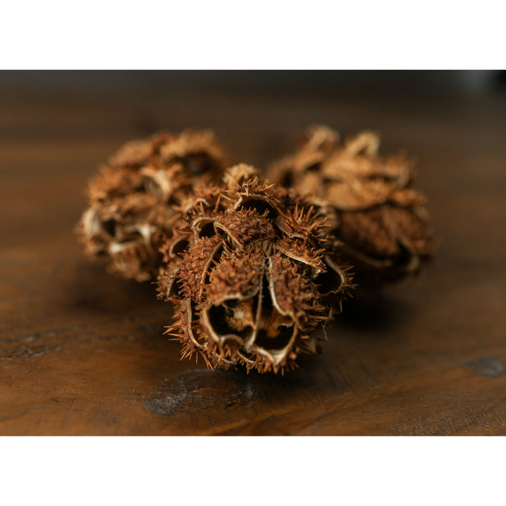 Bouquet Of Dried Protea