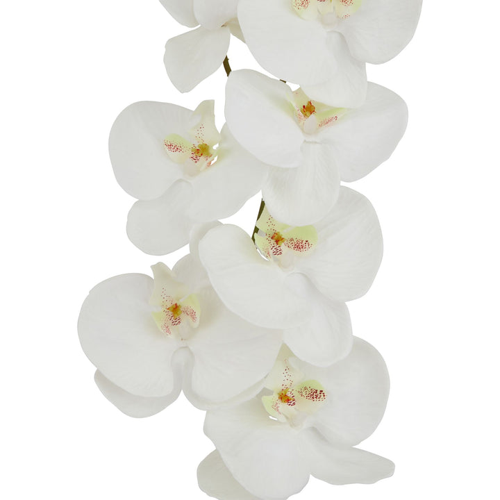 Tall White Butterfly Orchid Stem