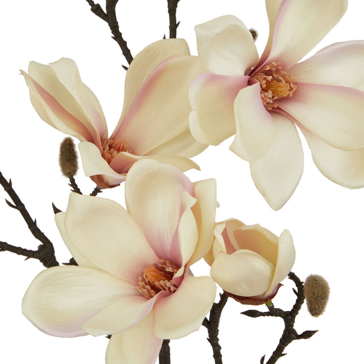 The Natural Garden Pale Apricot Magnolia Stem