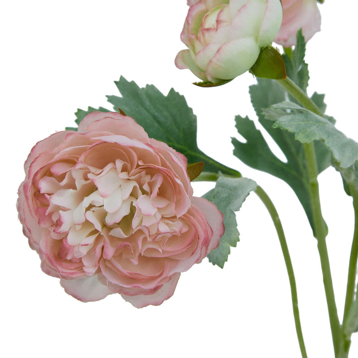 The Natural Garden Pink Ranunculus