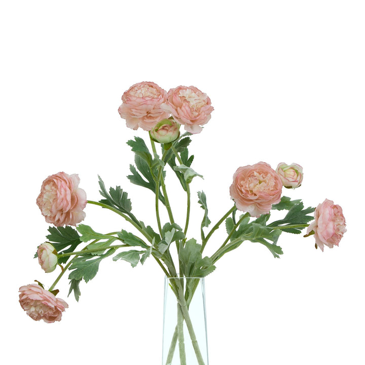 The Natural Garden Pink Ranunculus