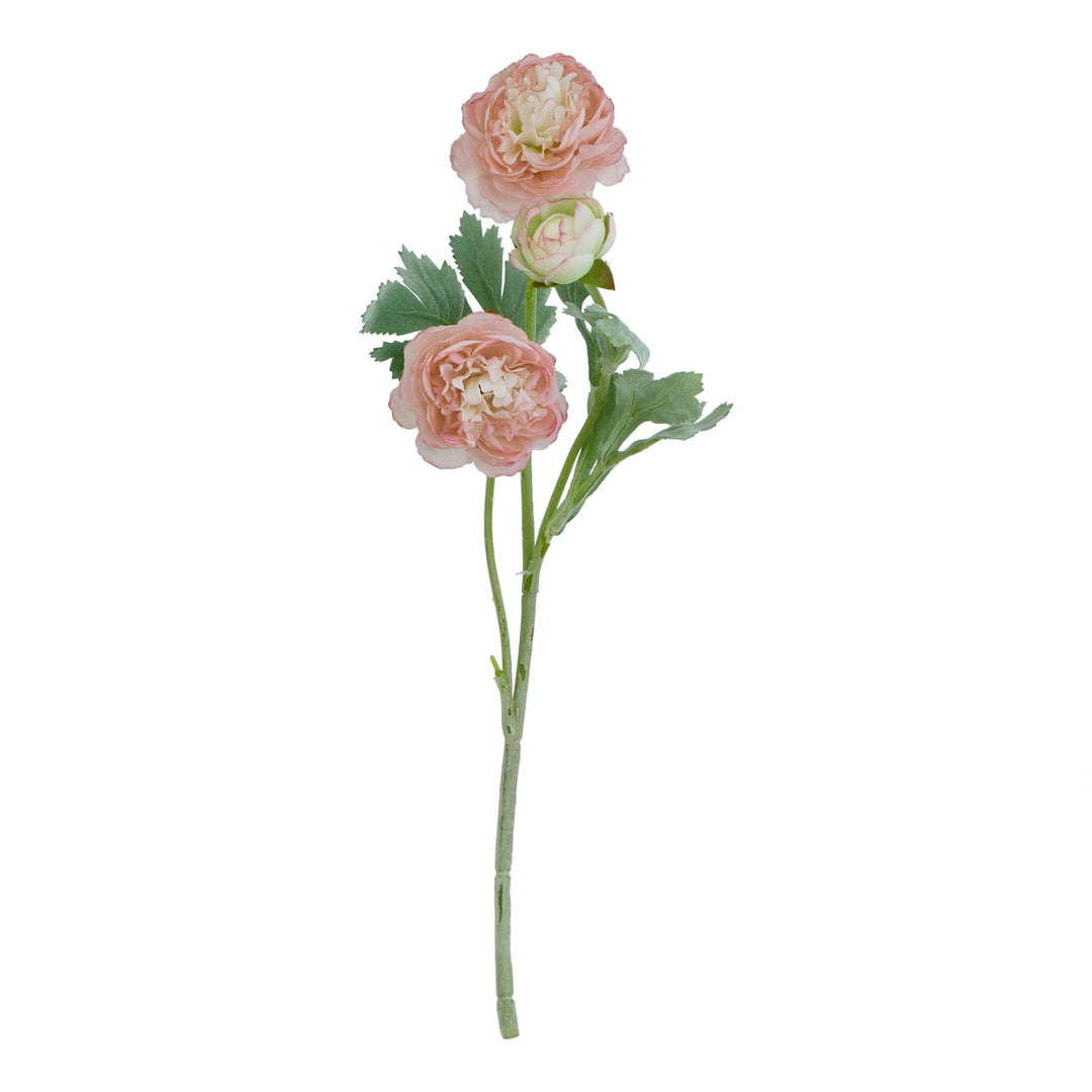 The Natural Garden Pink Ranunculus