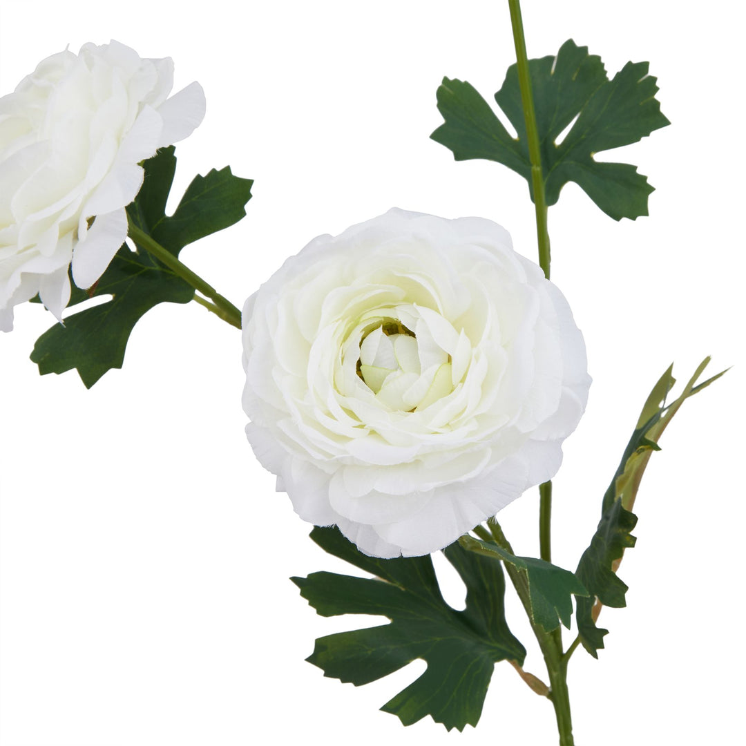 The Natural Garden White Ranunculus