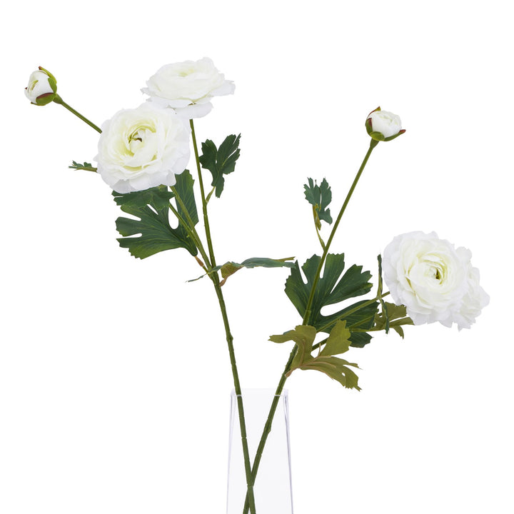 The Natural Garden White Ranunculus