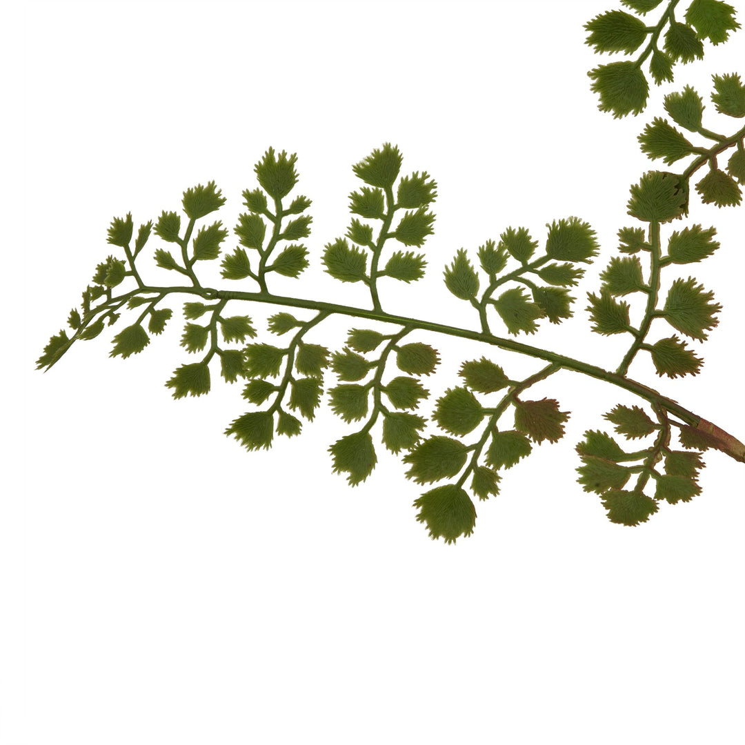 The Natural Garden Maidenhair Fern Stem