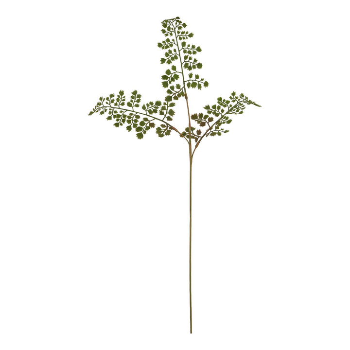 The Natural Garden Maidenhair Fern Stem