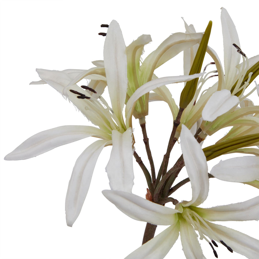 The Natural Garden White Nerine Lily Stem