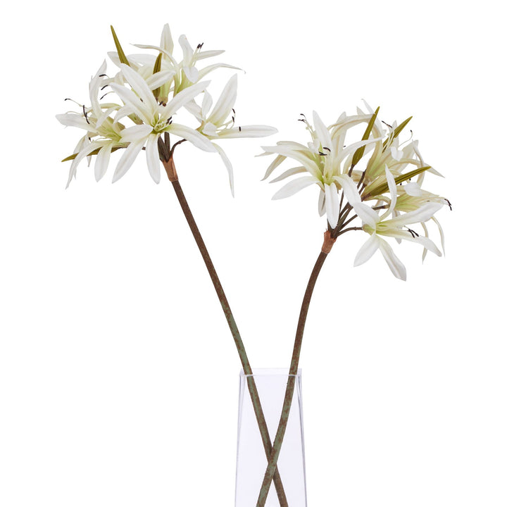 The Natural Garden White Nerine Lily Stem