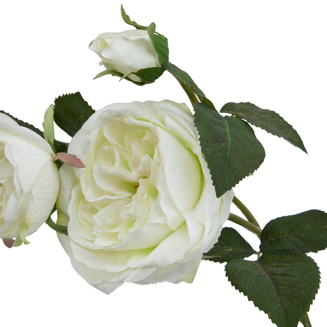 The Natural Garden White Charity Rose