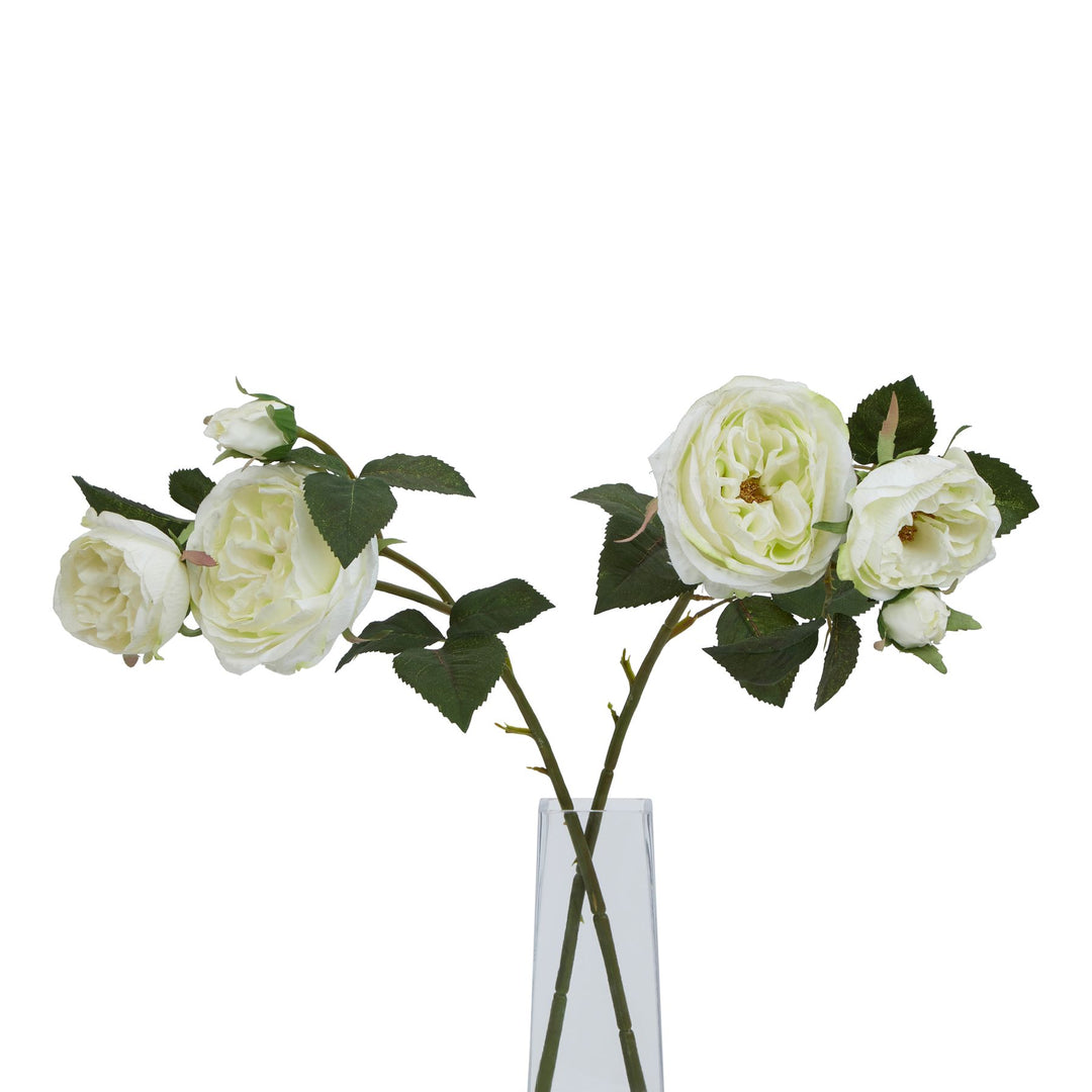 The Natural Garden White Charity Rose