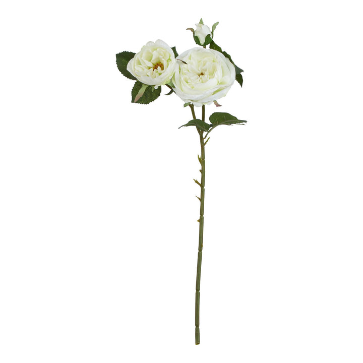 The Natural Garden White Charity Rose