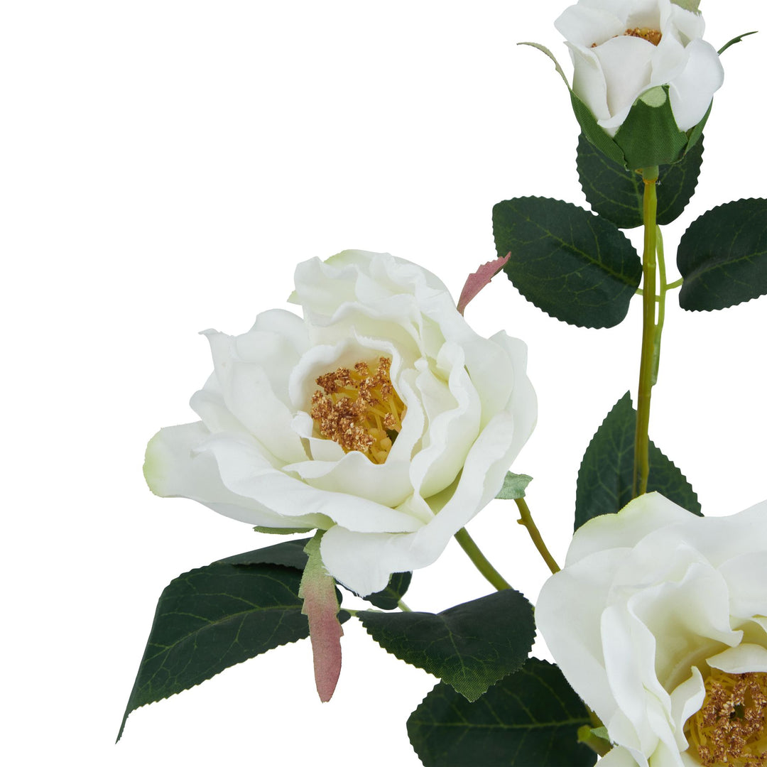 The Natural Garden White Tea Rose