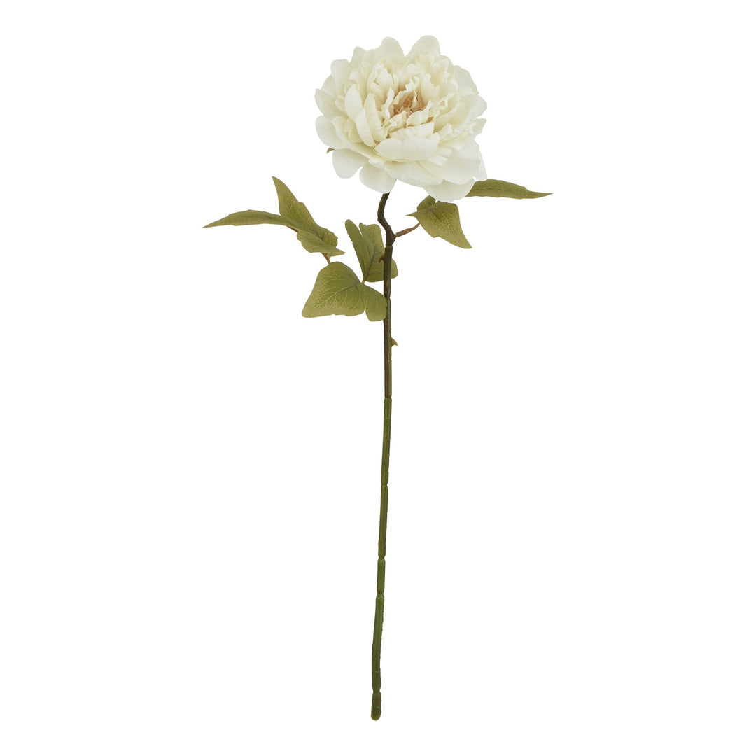 The Natural Garden White Peony