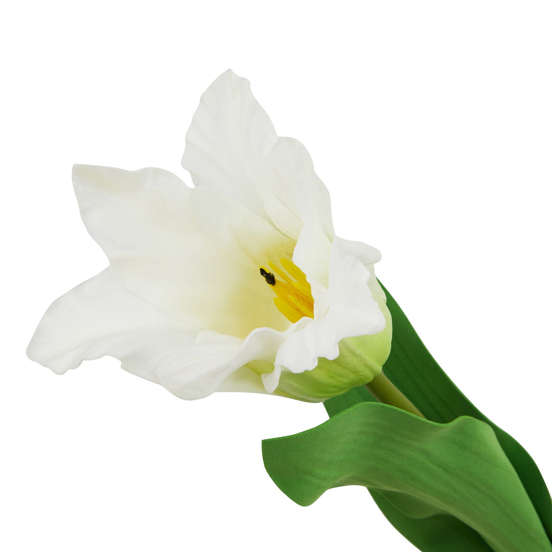 The Natural Garden White Parrot Tulip