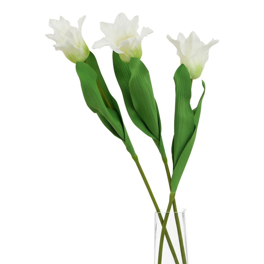 The Natural Garden White Parrot Tulip