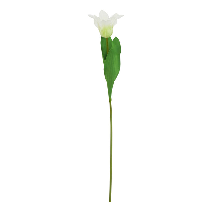 The Natural Garden White Parrot Tulip