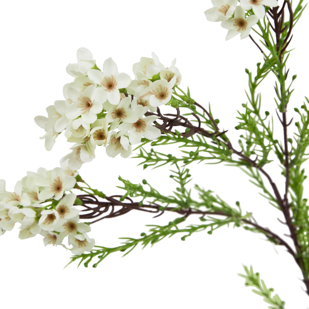 The Natural Garden White Waxflower