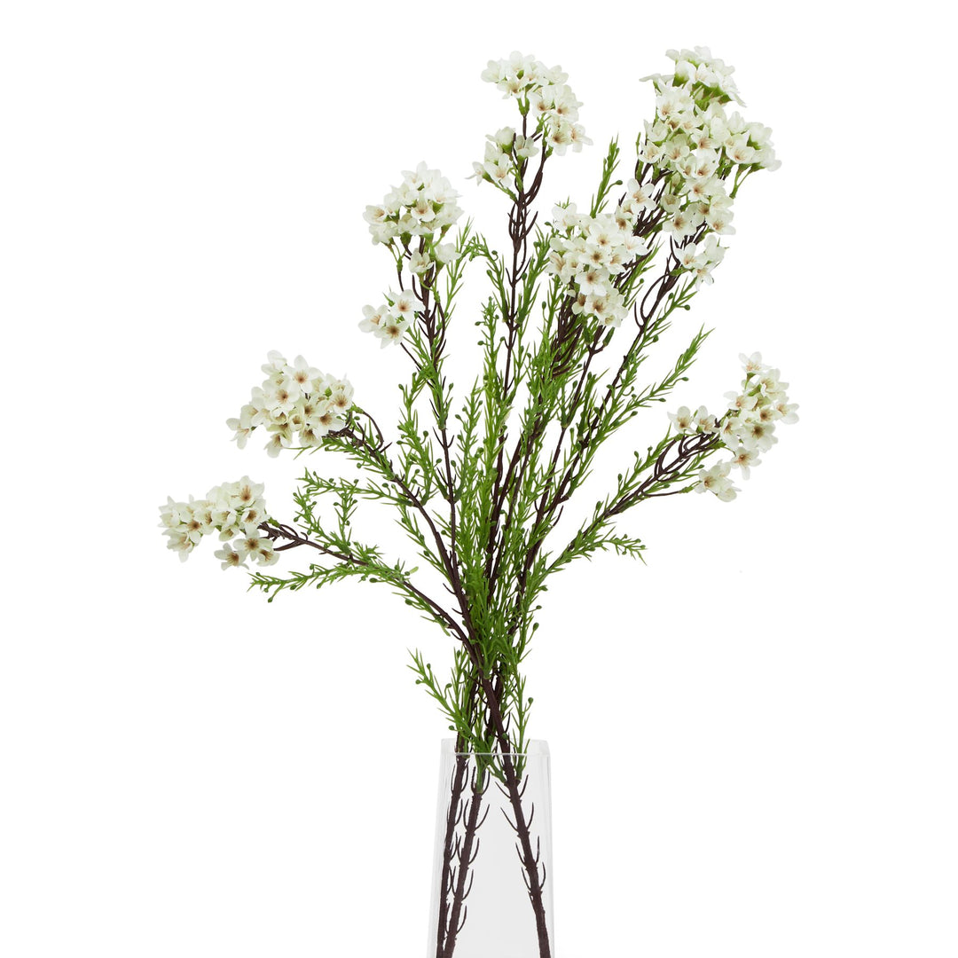 The Natural Garden White Waxflower