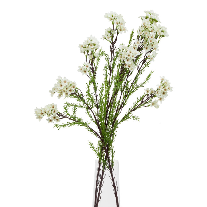 The Natural Garden White Waxflower