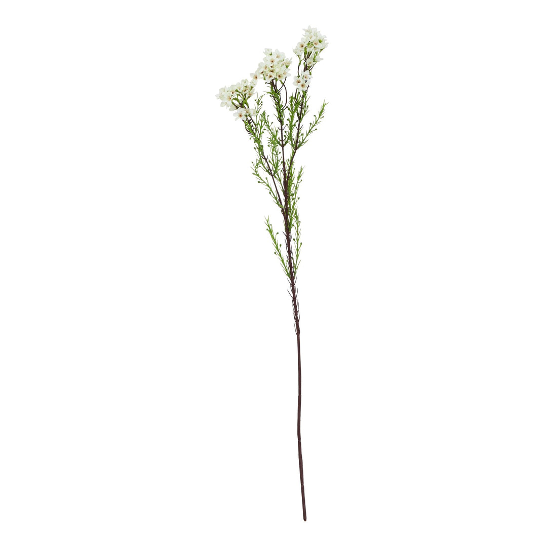 The Natural Garden White Waxflower