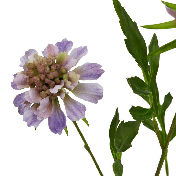 The Natural Garden Purple Scabious Stem