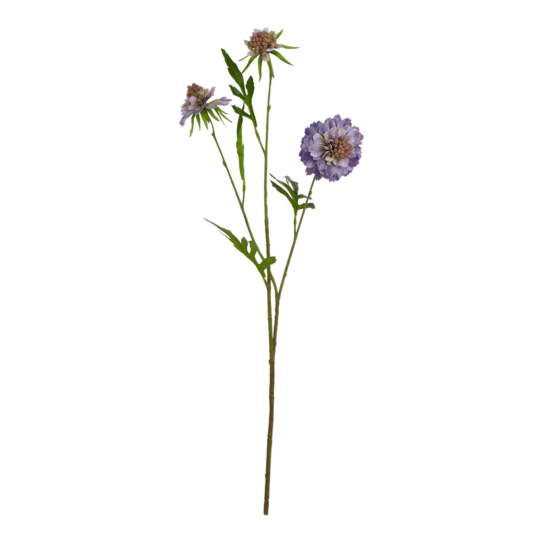 The Natural Garden Purple Scabious Stem