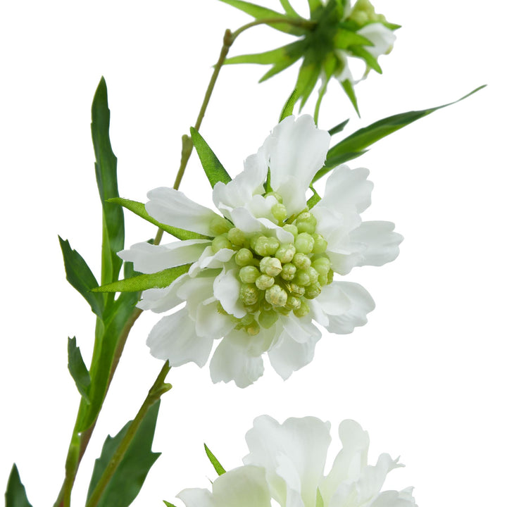 The Natural Garden White Scabious Stem