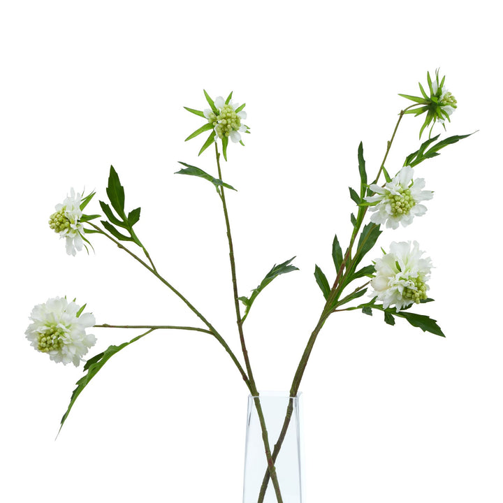 The Natural Garden White Scabious Stem