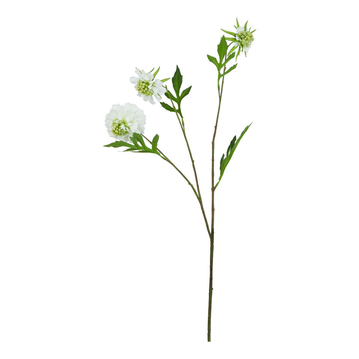 The Natural Garden White Scabious Stem