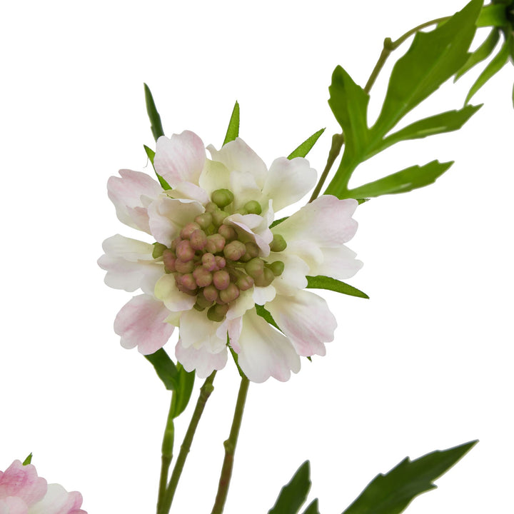 The Natural Garden Pale Pink Scabious Stem