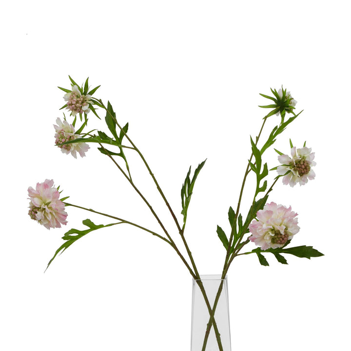 The Natural Garden Pale Pink Scabious Stem