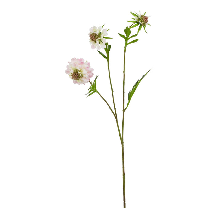 The Natural Garden Pale Pink Scabious Stem