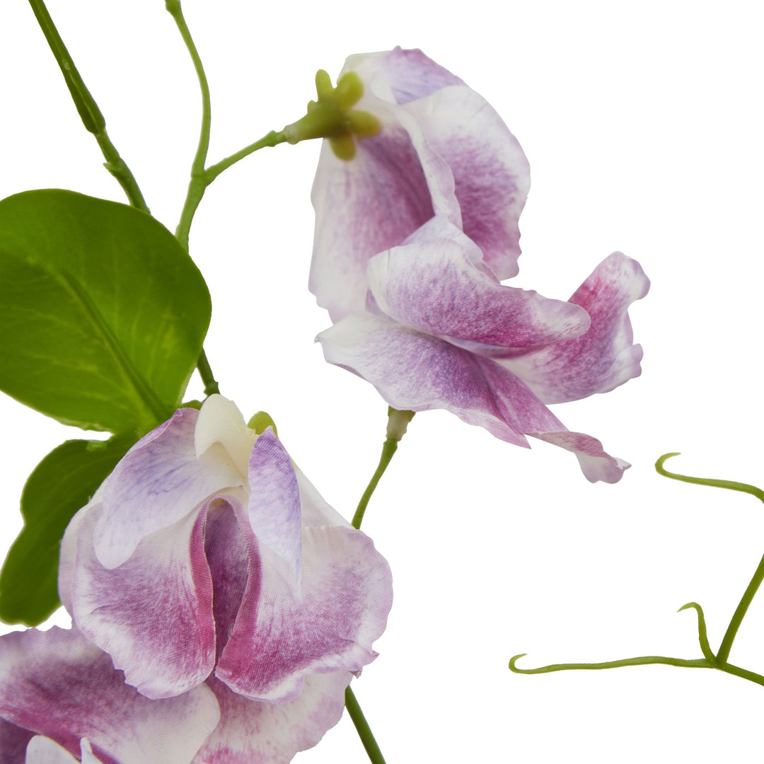 The Natural Garden Purple Sweetpea Stem