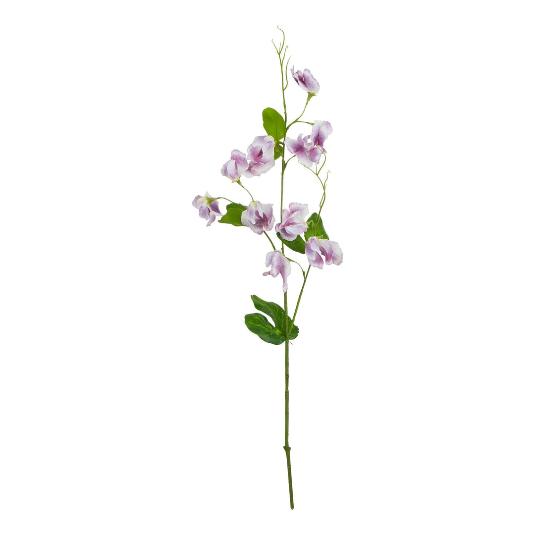 The Natural Garden Purple Sweetpea Stem