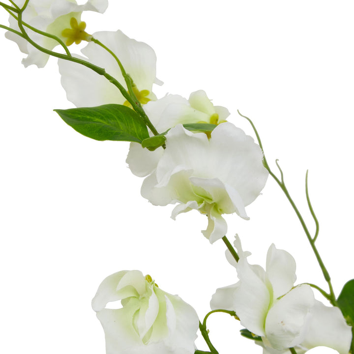 The Natural Garden White Sweetpea Stem