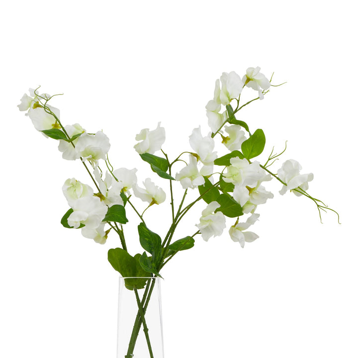 The Natural Garden White Sweetpea Stem