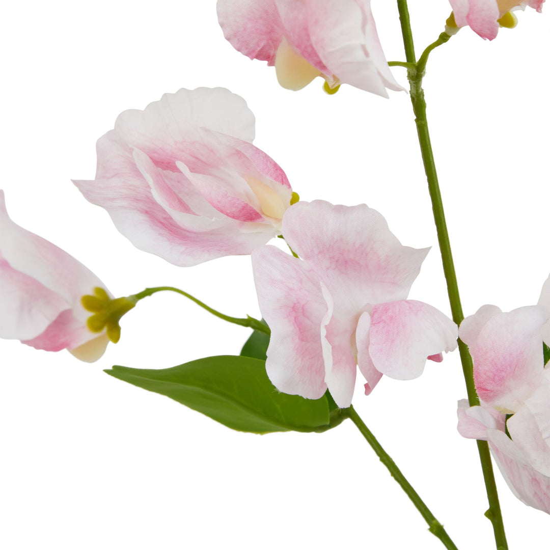 The Natural Garden Pale Pink Sweetpea Stem