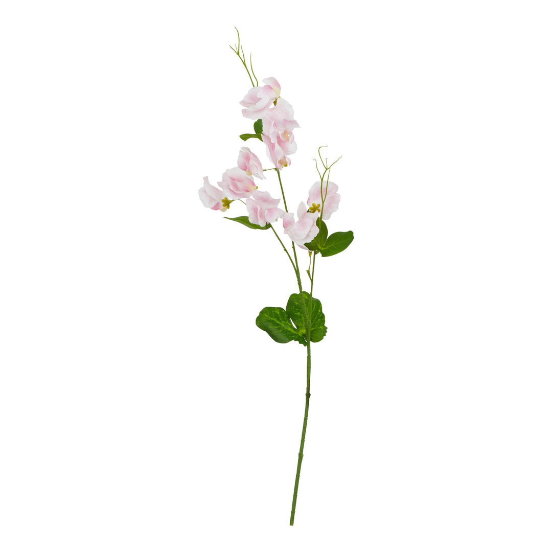 The Natural Garden Pale Pink Sweetpea Stem