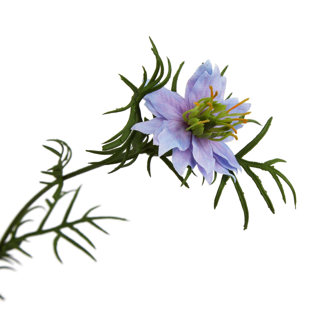 The Natural Garden Purple Nigella Love In A Mist