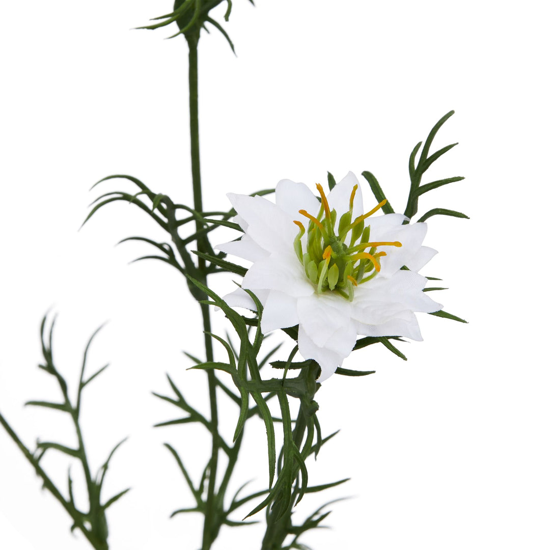 The Natural Garden White Nigella Love In A Mist