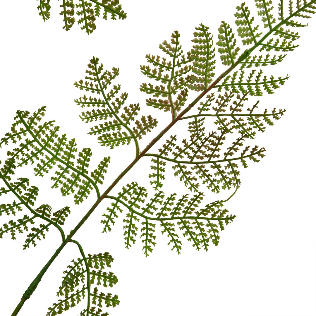 The Natural Garden Large Bracken Fern Spray