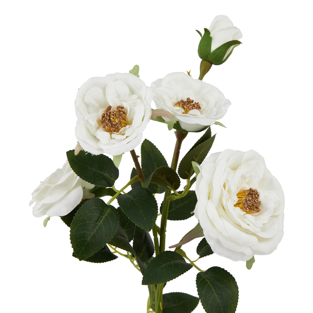 The Natural Garden White Hedge Rose Stem