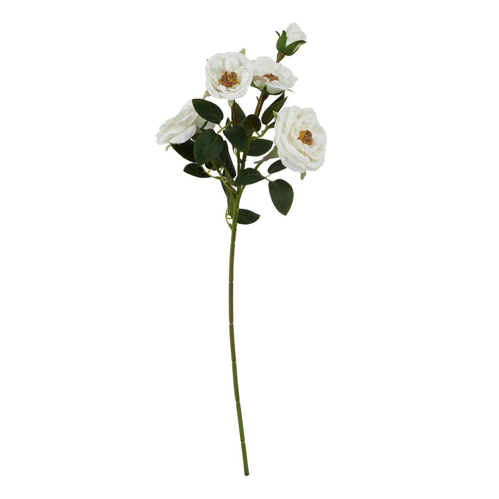 The Natural Garden White Hedge Rose Stem