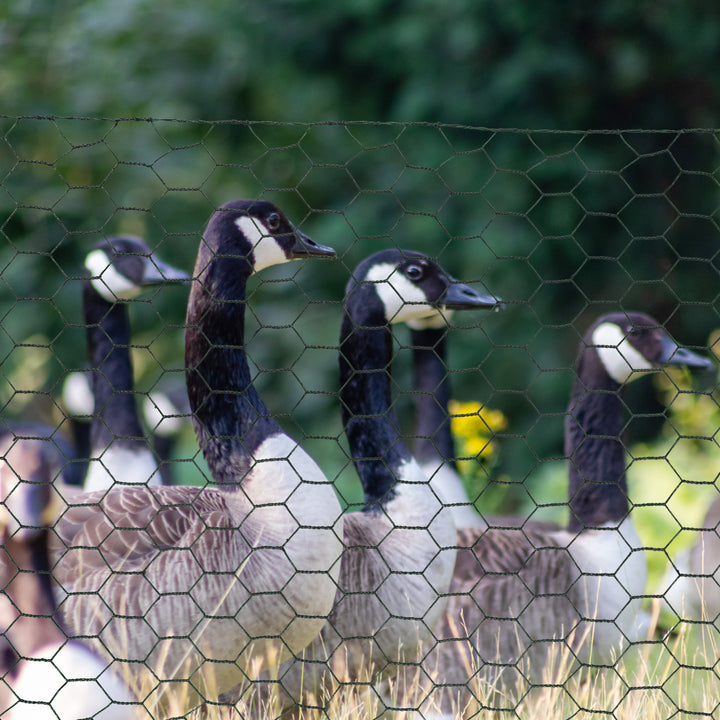 1m x 25m Chicken Wire Mesh, Foldable PVC Coated Welded Garden Fence, Roll Poultry Netting, for Rabbits, Ducks, Gooses, Dark Green