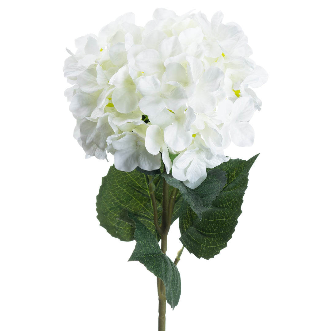 Single White Hydrangea