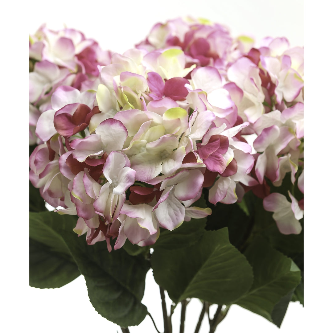 Single Pink Hydrangea