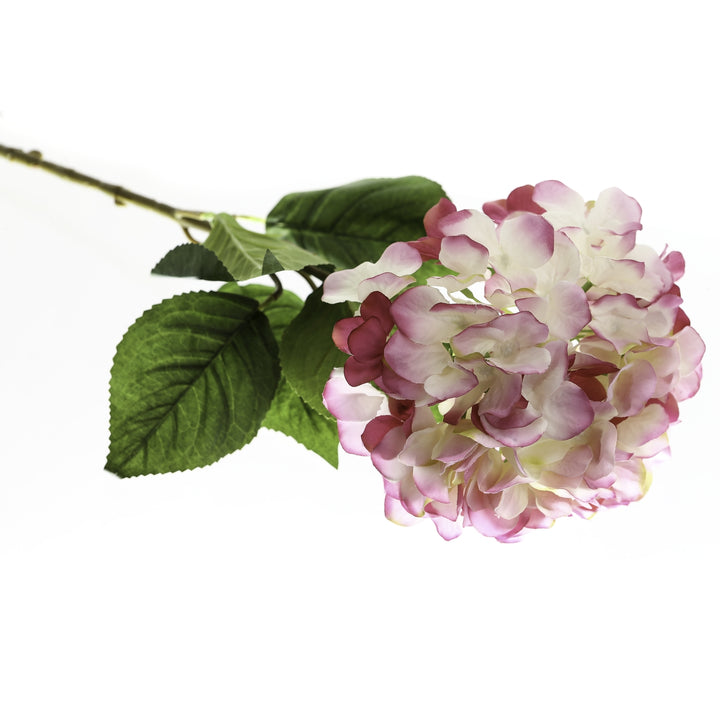 Single Pink Hydrangea