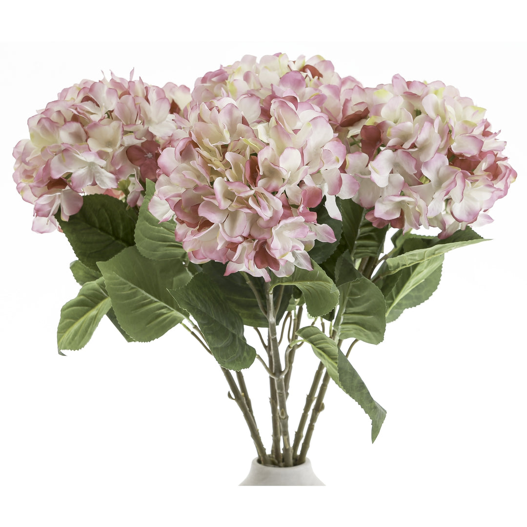 Single Pink Hydrangea