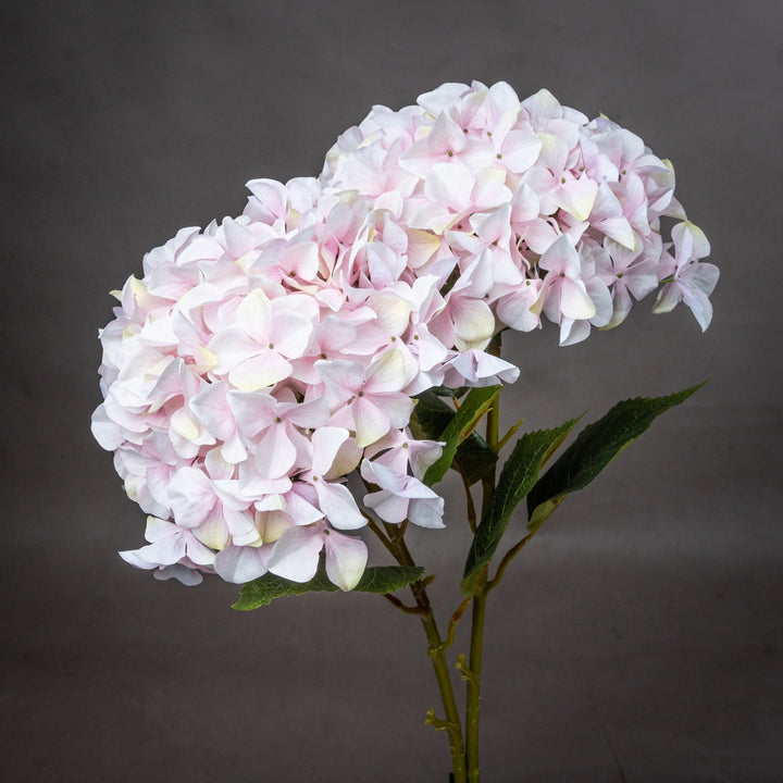 Giant Pink Hydrangea