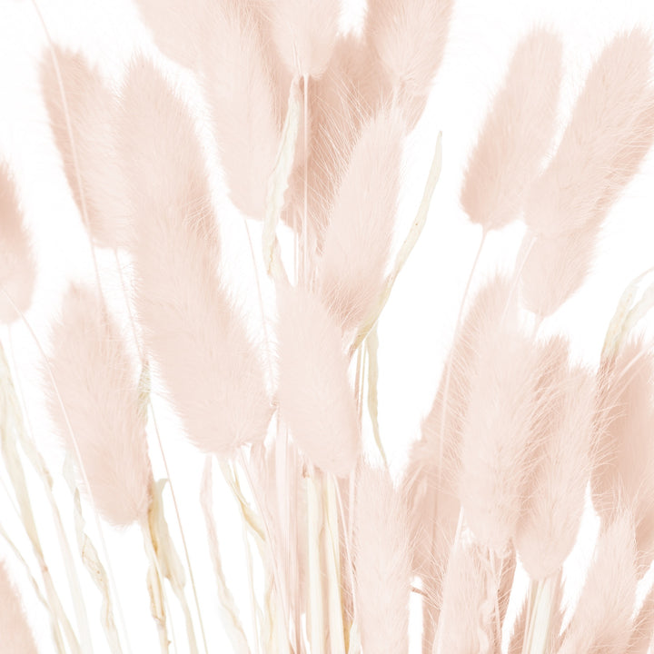 Dried Pale Pink Bunny Tail Bunch Of 40